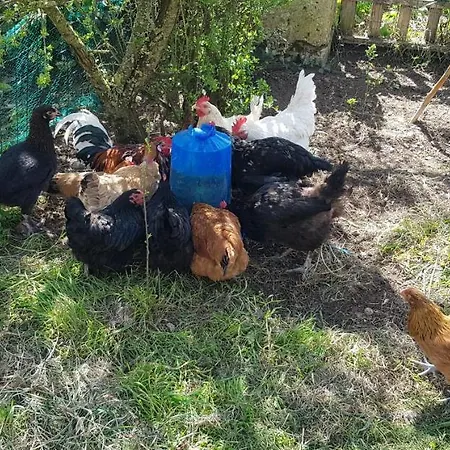 Hotel Chez Habitant 4 Personnes A La Ferme De Lupin *